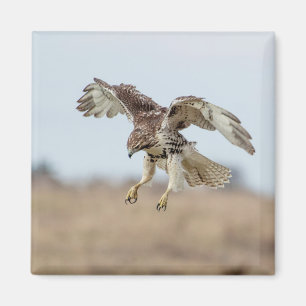 Omatrigen röd tail Hawk Hovering Magnet