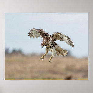 Omatrigen röd tail Hawk Hovering Poster