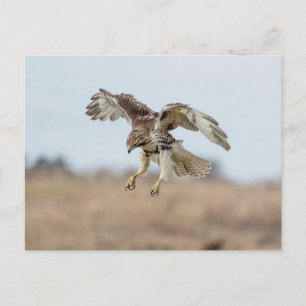 Omatrigen röd tail Hawk Hovering Vykort