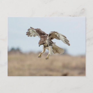 Omatrigen röd tail Hawk Hovering Vykort