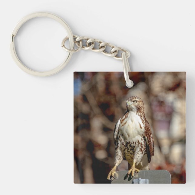 Omatur Red Tailk Hawk (Framsidan)