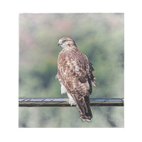 Omatur Red Tailk Hawk