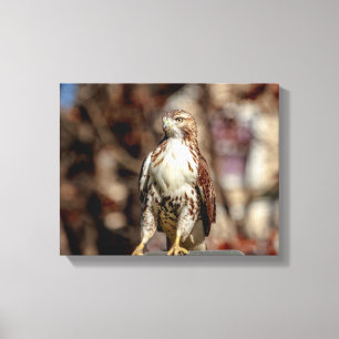 Omatur Red Tailk Hawk Canvastryck
