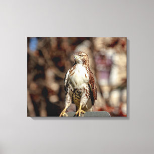 Omatur Red Tailk Hawk Canvastryck
