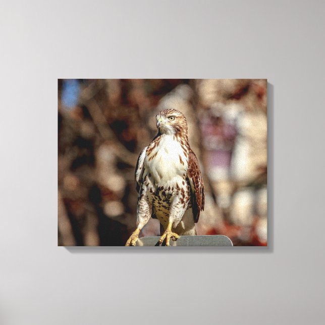 Omatur Red Tailk Hawk Canvastryck (Framsida)