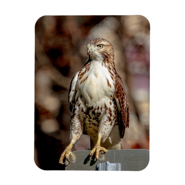 Omatur Red Tailk Hawk Magnet (Vertikal)