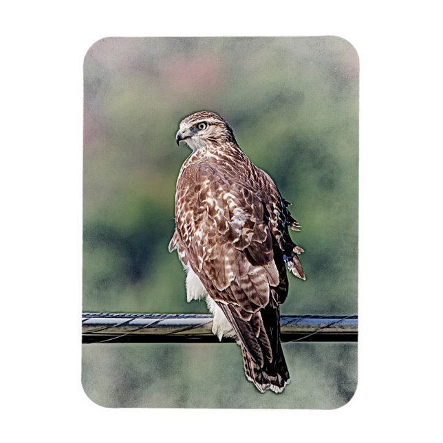 Omatur Red Tailk Hawk Magnet (Vertikal)