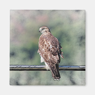 Omatur Red Tailk Hawk Magnet