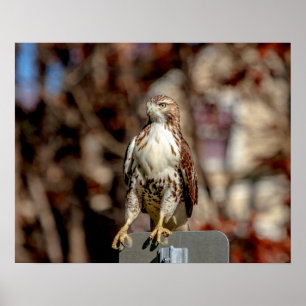 Omatur Red Tailk Hawk Poster