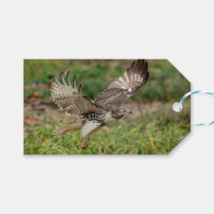 Omatur Red Tailk Hawk Presentetikett