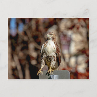 Omatur Red Tailk Hawk Vykort