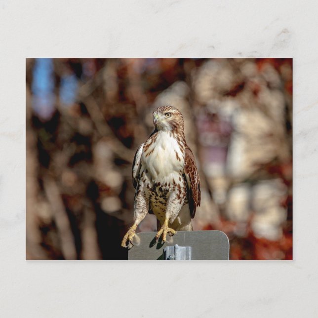Omatur Red Tailk Hawk Vykort (Framsida)