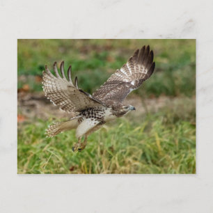 Omatur Red Tails Hawk Vykort