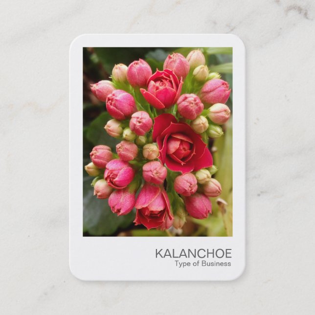 Omedelbar Foto - Kalanchoe Blommor och Knoppar Visitkort (Framsida)