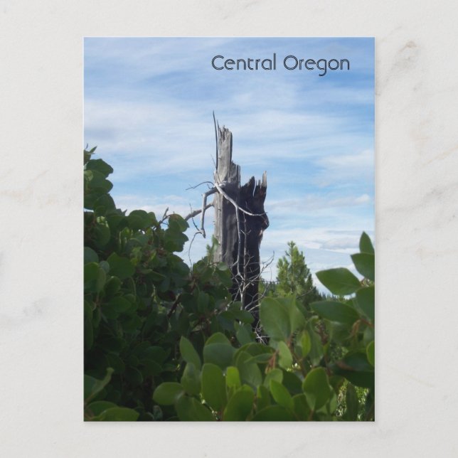 omfattande vykort (Framsida)