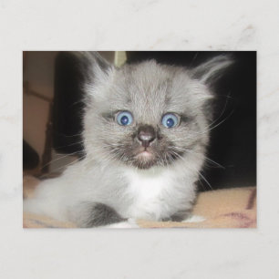 OMG VYKORT