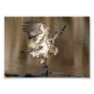 Omogen Eagle hittar en Perch Fototryck