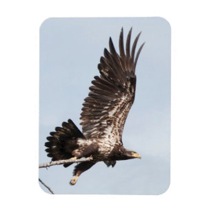 Omogen örn i flyg magnet