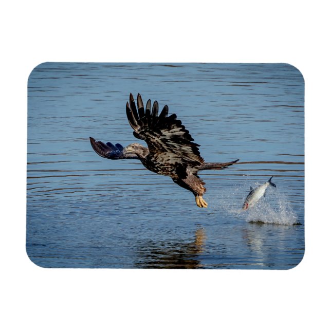 Omogen Örn som släpper ut en fisk Magnet (Horisontell)