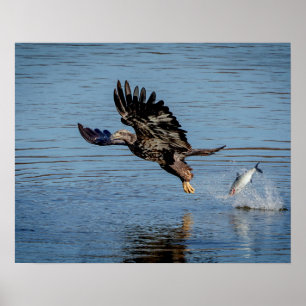 Omogen Örn som släpper ut en fisk Poster