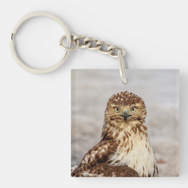 Omogen Red-Tails Hawk på marken (Framsidan)