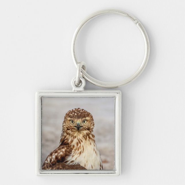 Omogen Red-Tails Hawk på marken Fyrkantig Silverfärgad Nyckelring (Framsidan)