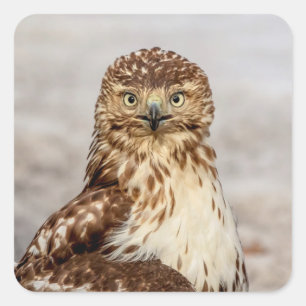 Omogen Red-Tails Hawk på marken Fyrkantigt Klistermärke