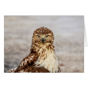 Omogen Red-Tails Hawk på marken Hälsningskort