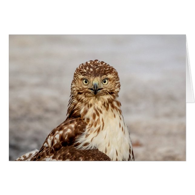 Omogen Red-Tails Hawk på marken Hälsningskort (Framsidan Horizontal)