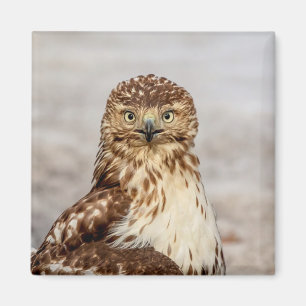 Omogen Red-Tails Hawk på marken Magnet