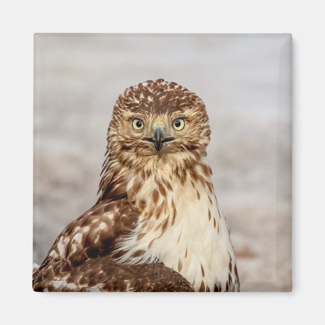 Omogen Red-Tails Hawk på marken Magnet (Framsidan)