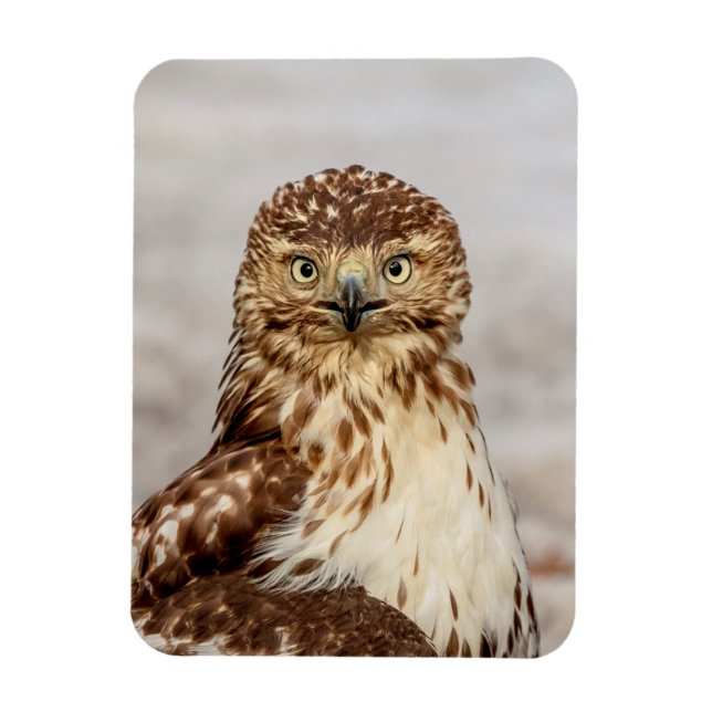 Omogen Red-Tails Hawk på marken Magnet (Vertikal)