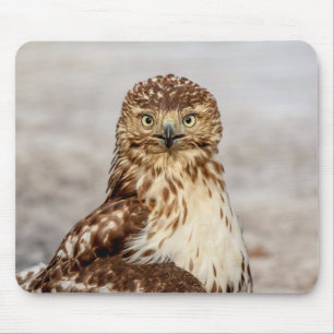 Omogen Red-Tails Hawk på marken Musmatta