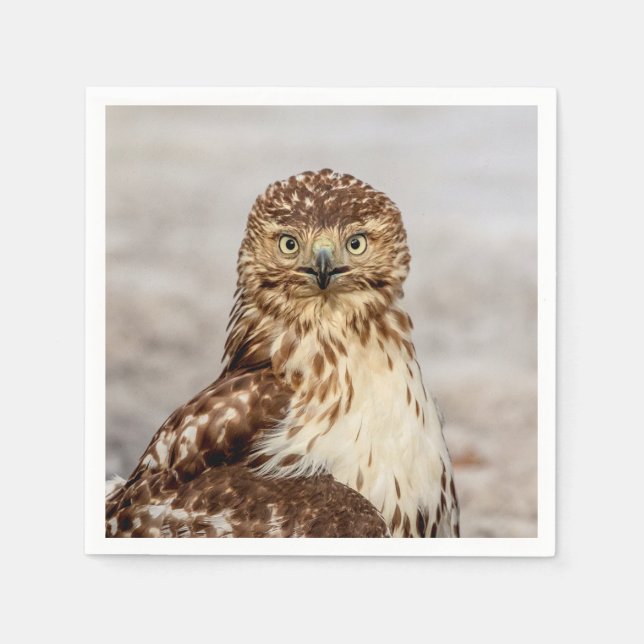 Omogen Red-Tails Hawk på marken Pappersservett (Framsidan)