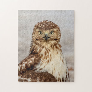 Omogen Red-Tails Hawk på marken Pussel