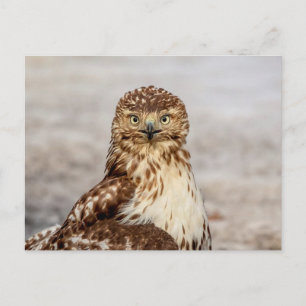 Omogen Red-Tails Hawk på marken Vykort