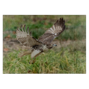 Omogen röd Tailed hök