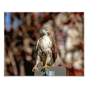Omoget Red Tails Hawk Fototryck