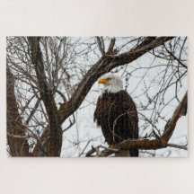 Omöjligt pussel - Haliaeetus