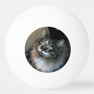 Omotståndskraftig katt Zorro 3Star Ping Pong Boll