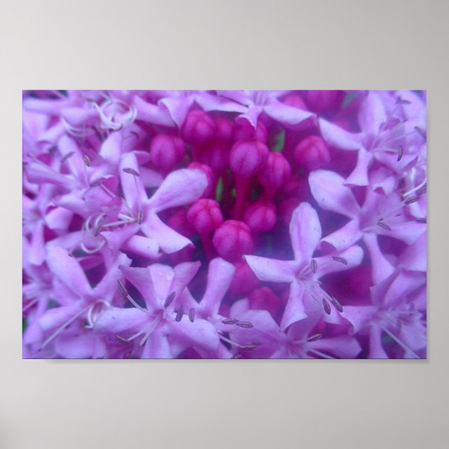 Område för Lila Poster (Framsidan)