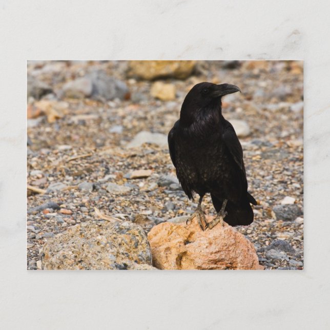 Ömsesidig kuriositet vykort (Framsida)