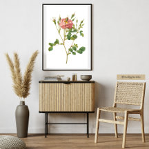 Ömt Rosa Ros Botaniskt Konsttryck