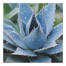 Ömtålig Agave Botanisk Fotorealistisk Digital