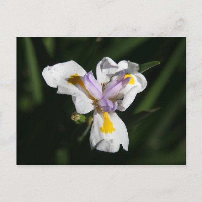 ömtålig blomma vykort (Framsida)