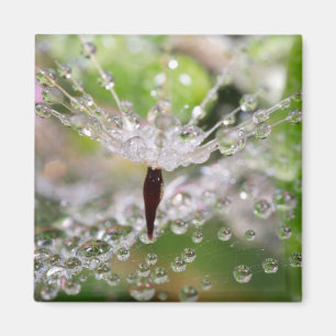 Ömtålig Dandelion Abstrakt Magnet