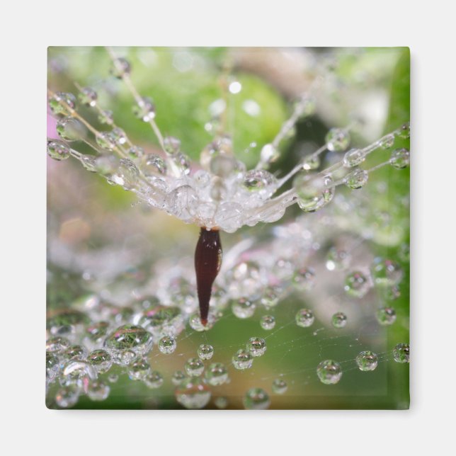 Ömtålig Dandelion Abstrakt Magnet (Framsidan)