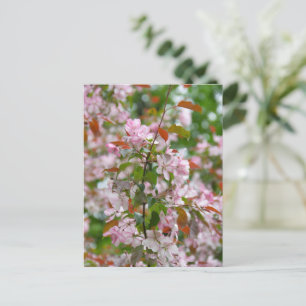 Ömtålig gren med äppelträdets blommor vykort