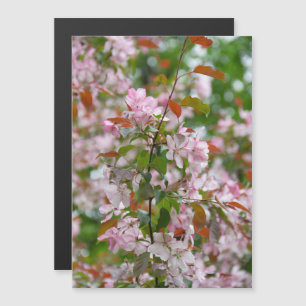 Ömtålig gren med blommor äppelträd