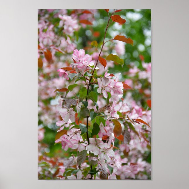 Ömtålig gren med blommor äppelträd poster (Framsidan)
